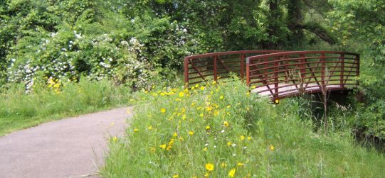 Central Park - View of Bridge Near Wildflowers