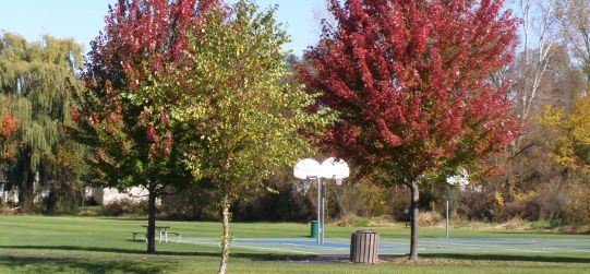 Lexington Green Park trees in the fall in front of basketball court