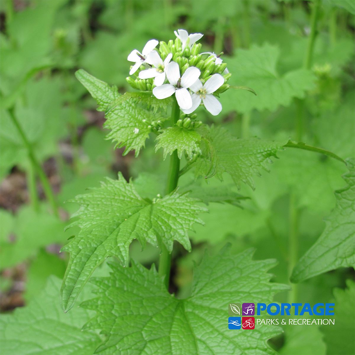 Garlic Mustard Pull_